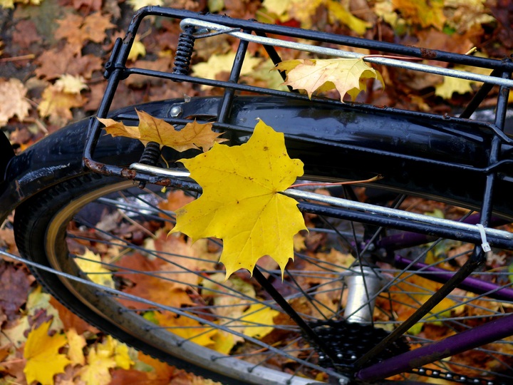 bike in leaves